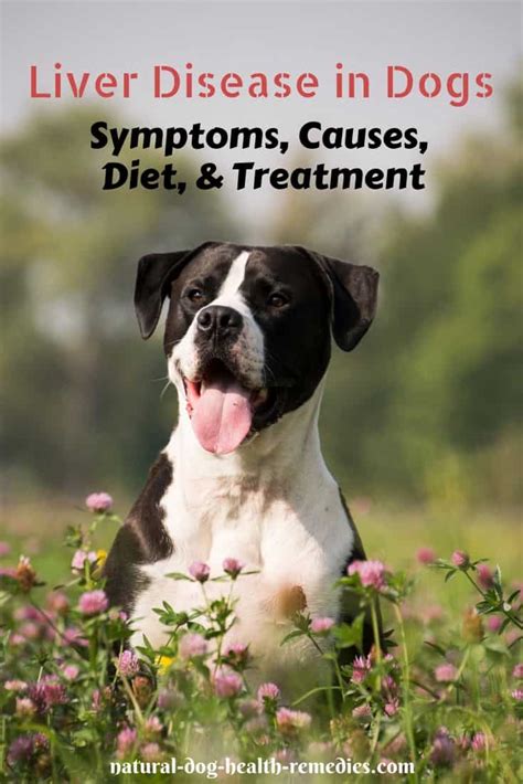 Liver Disease in Dogs - Causes, Symptoms & Treatment