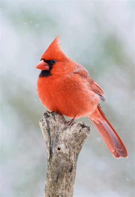 Cardinal Free Stock Photo - Public Domain Pictures