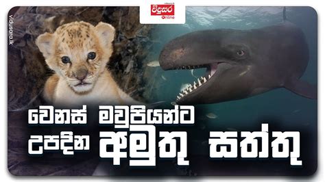 Hybrid Animals | වෙනස් මවුපියන්ට උපදින අමුතු සත්තු | Liger, Tigon, Wholphin, Leopon, Lipard ...