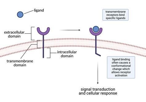 11.1 Ligands and Receptors – College Biology I