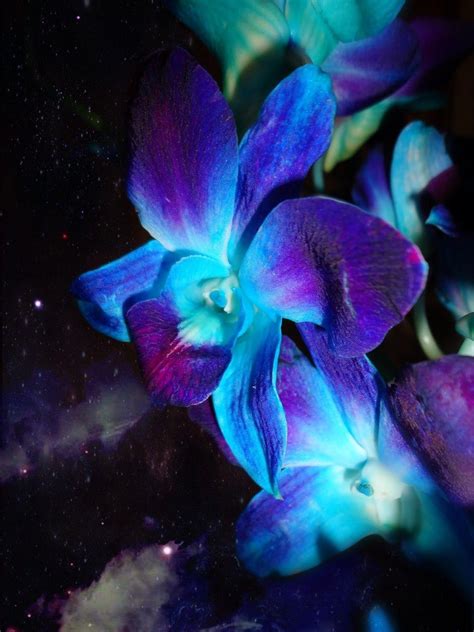 Blue And Purple Orchids Wallpaper