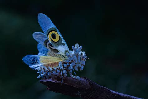 Spiny Flower Mantis Photograph by Jimmy Hoffman