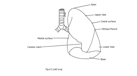 Lungs - myhumananatomy