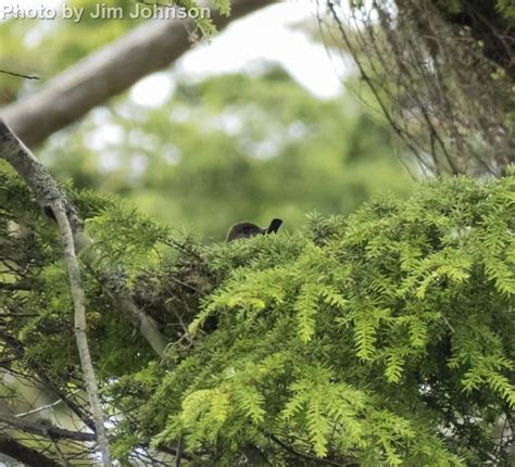 Olive-sided Flycatcher - East Cascades Bird Alliance