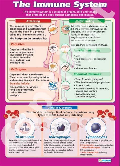 16 best Immunology Diagrams images on Pinterest | Nursing schools, Schools for nursing and ...