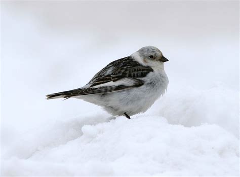 Free picture: snow, bunting, bird, plectrophenax nivalis