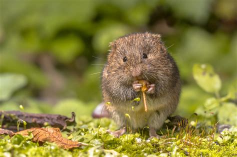 Field Vole - Facts, Information & Pictures