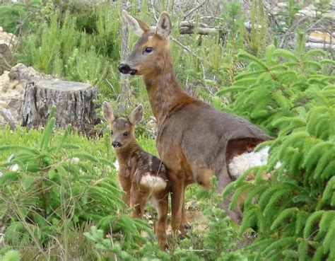 Roe mother and fawn June 2009