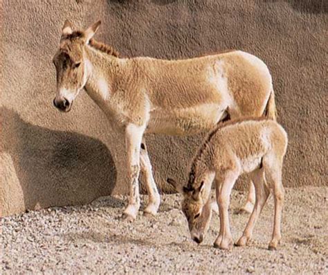 Onager | Wild Ass, Asiatic, Equid | Britannica