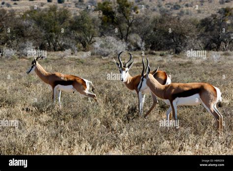 Springbok in natural habitat hi-res stock photography and images - Alamy