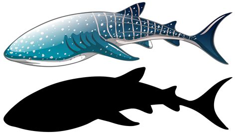 Whale shark characters and its silhouette on white background 1402186 Vector Art at Vecteezy