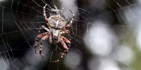 European Garden Spider Bite | Fasci Garden