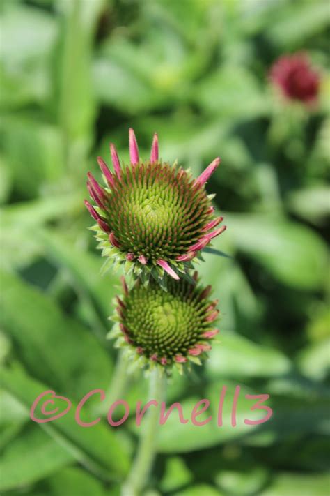 Echinacea Flower Digital Photo Instant Download Digital File - Etsy