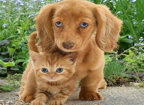 Kitten vs Puppy: Which Is Better? Which Would Suit You Best?