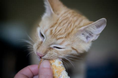 How much food should an 8-week-old kitten eat? - Vet Help Direct