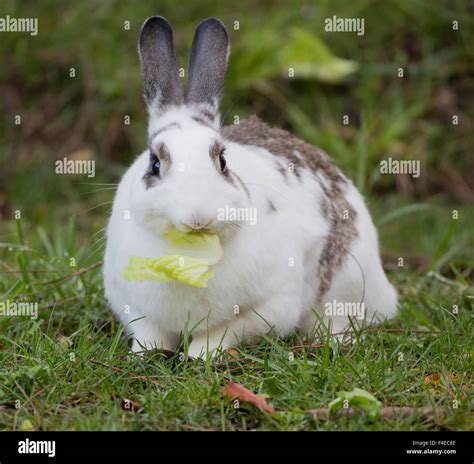 Nacionales Europeas de conejo (Oryctolagus cuniculus) comiendo lechuga ...