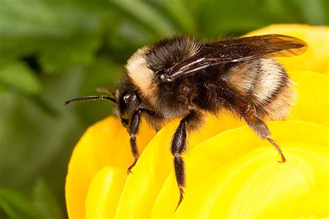 Lost bumblebee species returning to northwest coast - The Verge