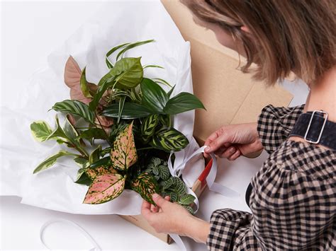 Send a Plant with Gift Wrapping | Buy Online | Plants in a Box