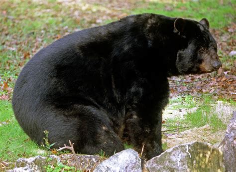 Florida Black Bear Photograph by Millard H. Sharp - Fine Art America