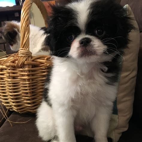 Japanese Chin Puppies For Sale | Bradenton, FL #305111