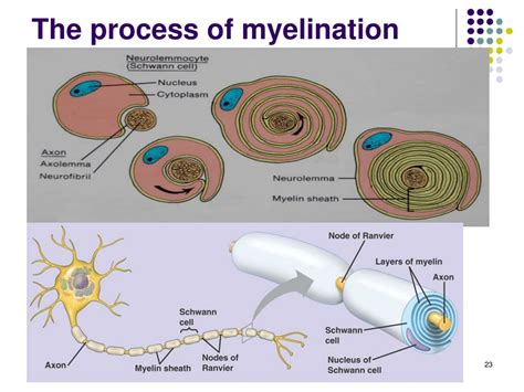 PPT - HISTOLOGY OF NERVOUS SYSTEM PowerPoint Presentation, free download - ID:9162939