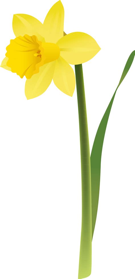 Daffodil Flower Clip art - Narcissus png download - 2260*4679 - Free ...