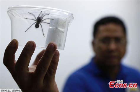 Philippine Customs seize 757 live venomous spiders from Poland