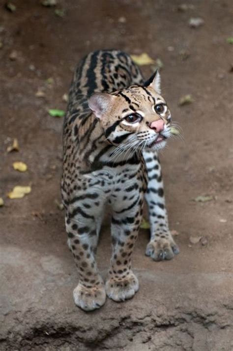 Ocelot Cat - Barnorama