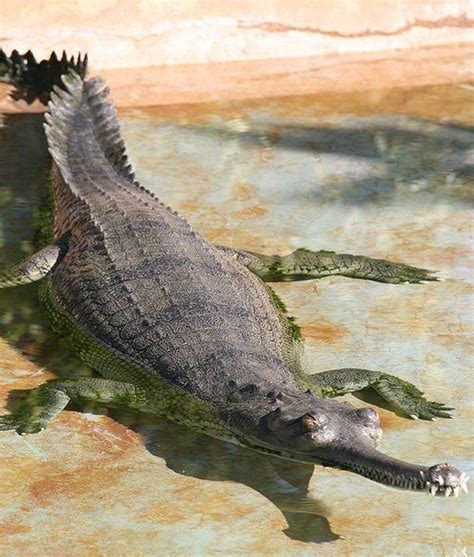 INDIAN GHARIAL Family: Gavialidae Habitat: Rivers of India Fun Fact ...