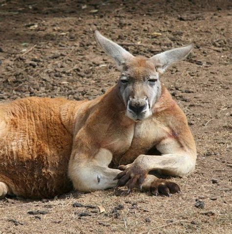 16 Super Jacked Kangaroos You Wouldn't Want As A Personal Trainer | Male kangaroo, Kangaroo, Animals