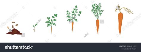 Growth Stages Carrot Plant Carrot Growing Stock Vector (Royalty Free) 2251422475 | Shutterstock