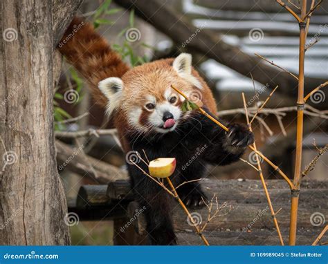 A Red Panda Sitting on a Tree and Eating Fruits Stock Image - Image of leaves, animal: 109989045