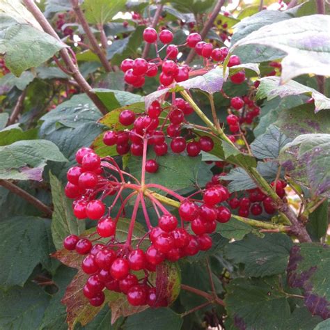 Viburnum trilobum from NVK Nurseries