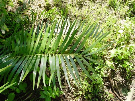 Zamia integrifolia (Coontie, Florida Arrowroot) | North Carolina Extension Gardener Plant Toolbox