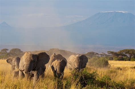 Mount Kilimanjaro Elephants Photograph by Francois Gagnon