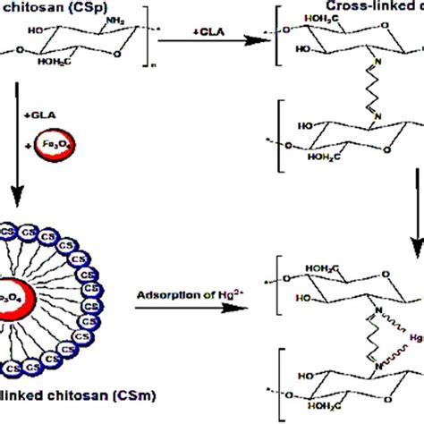 Schematic representation of the cross-linking reaction of chitosan with ...