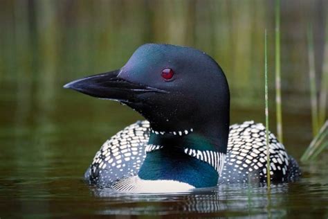 How to Photograph Wildlife in Acadia National Park, USA - Nature TTL