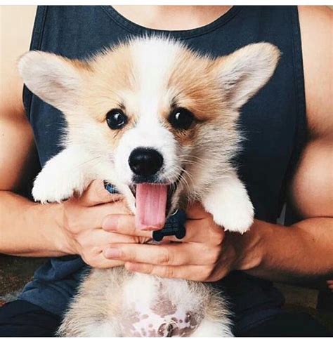 Happy go lucky | Puppies, Corgi, Corgi dog