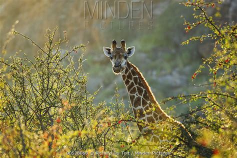 South African Giraffe stock photo - Minden Pictures