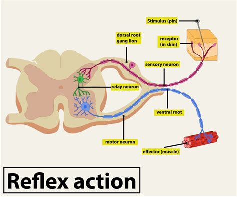 Draw A Well Labelled Diagram Of Reflex Arc And Explain Class 11 Biology | Images and Photos finder