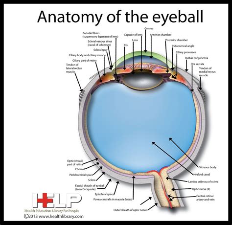 Anatomy of the Eyeball | Optométrie