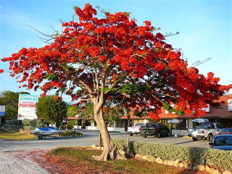 Flame of the Forest - Delonix Regia - Gulmohar Tree - HubPages