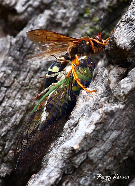 Cicada vs Cicada Killer Wasp | **Spoiler Alert!! ** The wasp… | Flickr