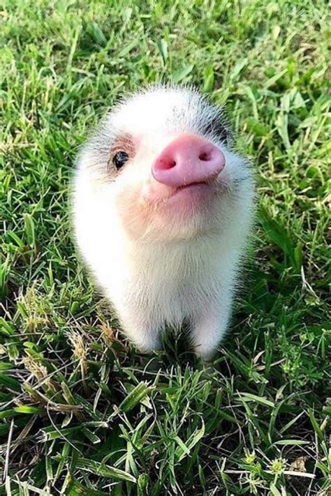 Lovely pet pig, do you want to raise one? - Gloria Love Pets | Cute baby pigs, Pet pigs, Cute ...