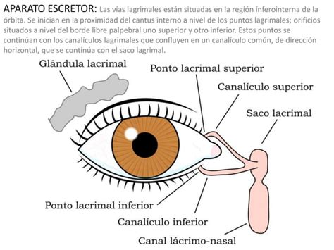 Anatomia del ojo animal