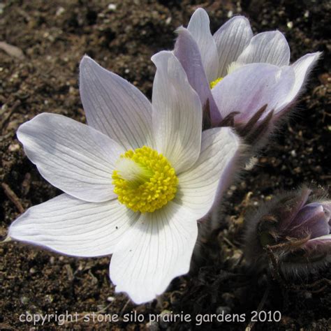 Pasque Flower (Anemone patens wolfgangiana) – Stone Silo Prairie Gardens