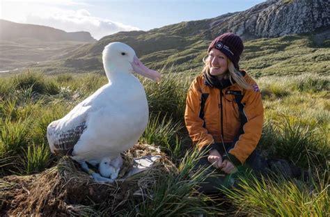 El albatros viajero o errante pueden alcanzar una altura de 1,30 m y una envergadura alar de 3,5 ...