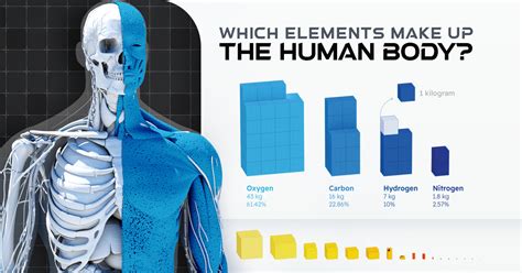 50 Shocking Facts: Unveiling the Water Composition in Human Body 2024