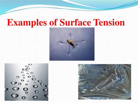 Surface Tension Examples In Nature