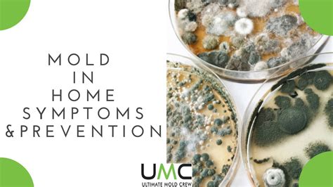 Mold in Home - Symptoms, Problems & Prevention [GUIDE]